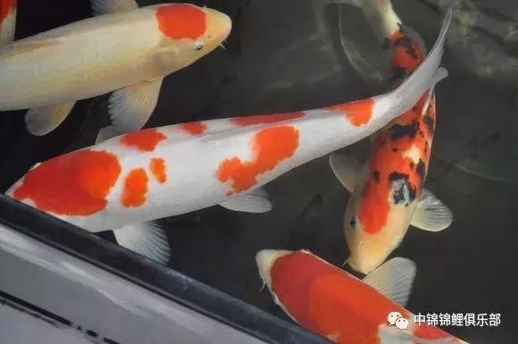 院子鱼池养入门锦鲤,新手养锦鲤和金鱼要用哪些设备