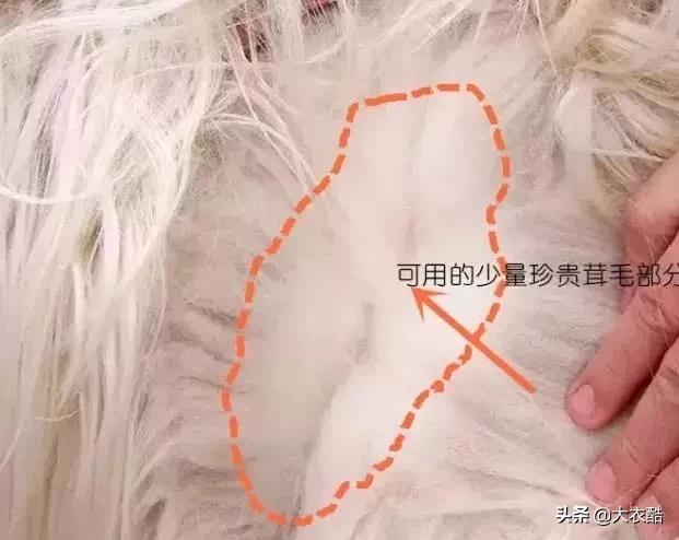 别傻乎乎分不清“羊绒大衣”和“双面呢大衣”,为什么差别10倍?