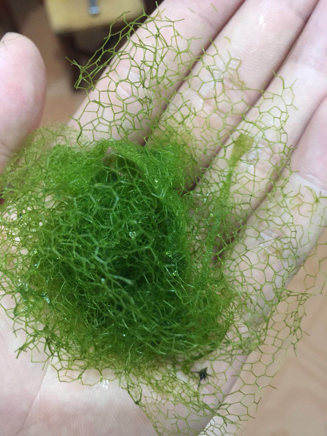 水中丝藻怎么清除,渔网上有水藻怎么去除