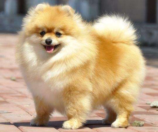 博美发情有什么症状,博美发情要制止吗