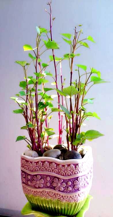 花盆里种的红薯丰收了,花盆种的红薯也长这么大