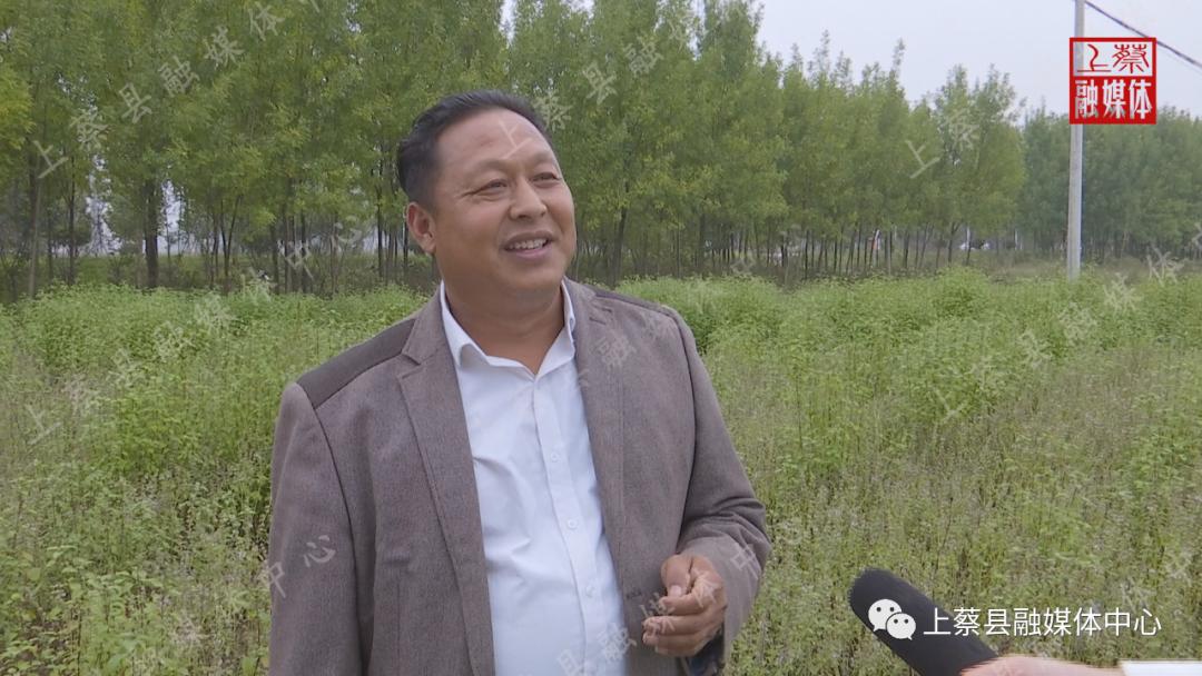 为什么好多人吃不了荆芥,荆芥的食用方法窍门