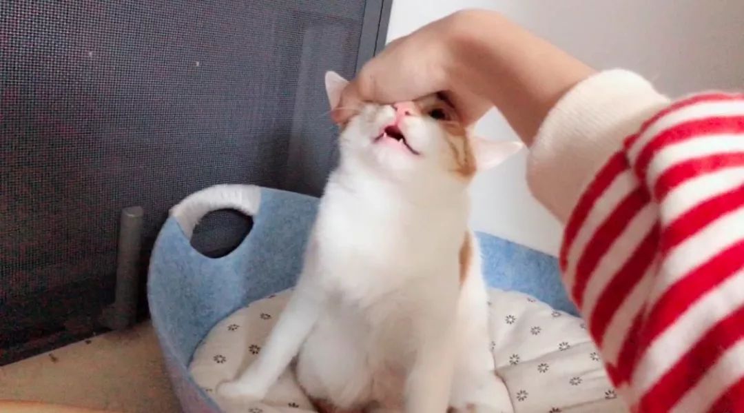 猫咪老是咬人能不能把它牙齿磨平,猫咪爱咬人怎么快速解决