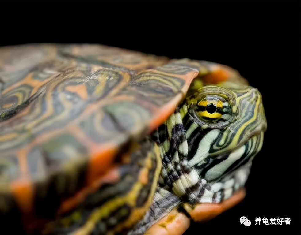 鸡龟是锦龟吗,鸡龟叫什么名字