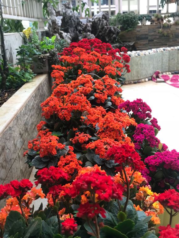 不死鸟嫁接宫灯长寿花几月合适,不死鸟嫁接长寿花宫灯