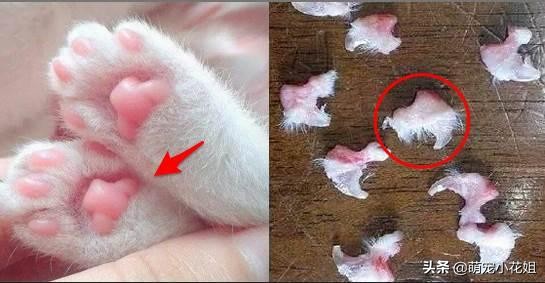 猫咪去爪术是怎么去的,猫咪去爪手术违法吗
