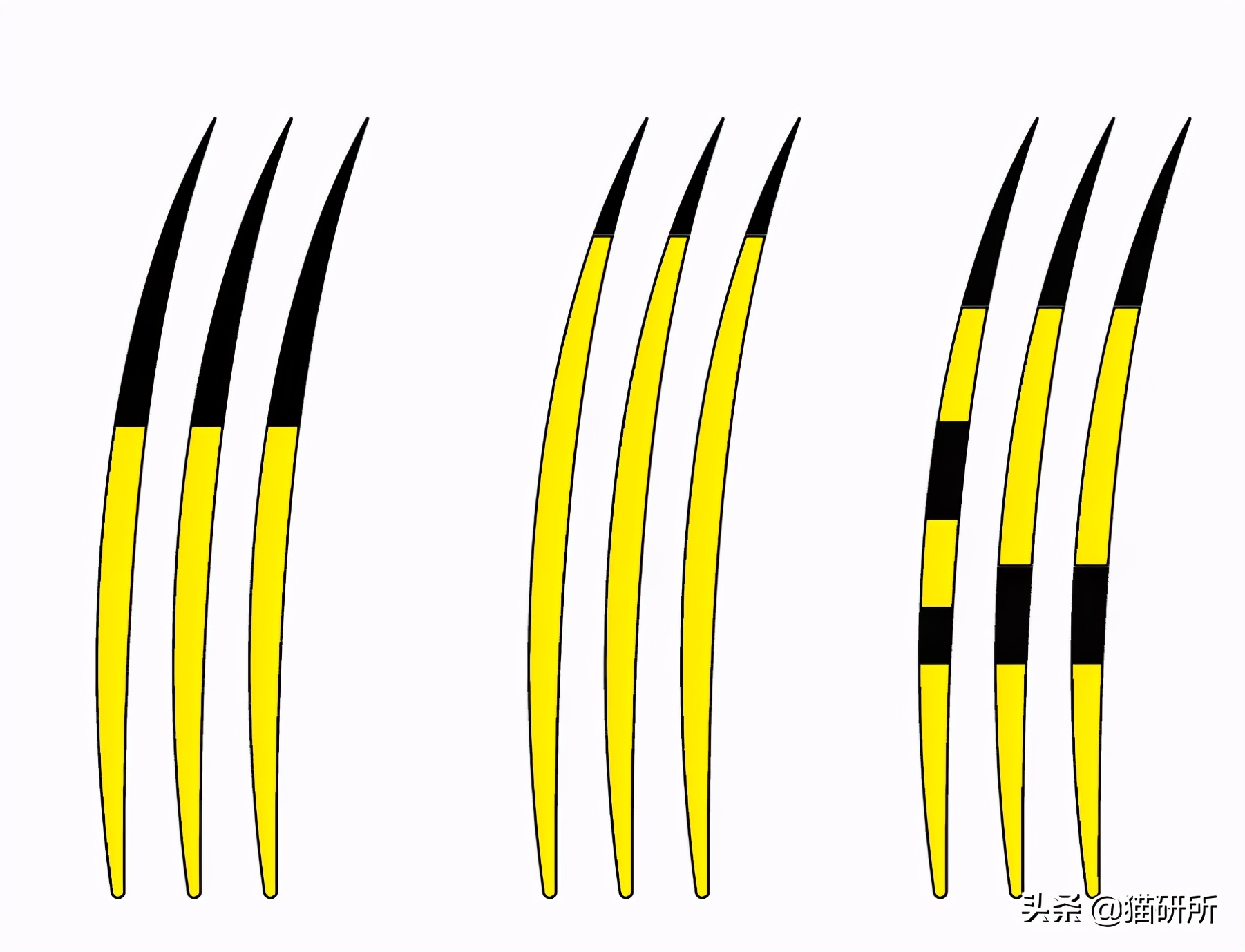 猫咪的花纹是怎么长出来的,猫咪身上的花纹有多奇葩