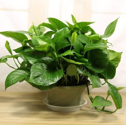 净化空气吸甲醛最好的植物排名,比较推荐的吸甲醛的植物