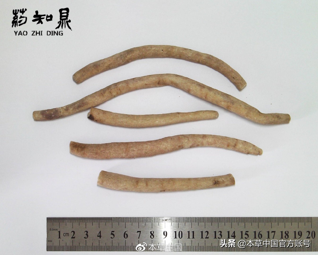 【本草百科·药知鼎——白芍】朵腴花硕,不止于美丽的外表