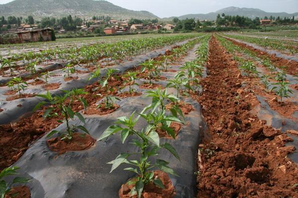 日光温室辣椒怎么做,10秒教会你如何种出高产的好辣椒