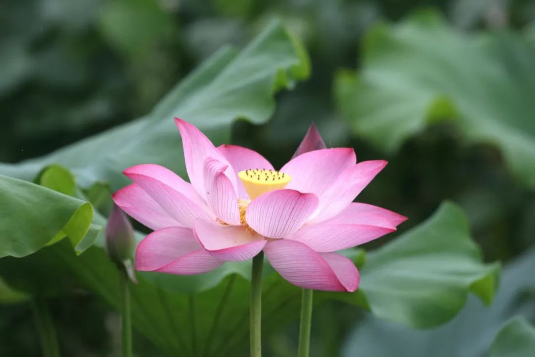 老子道德经人生三大智慧,道德经三条铁律