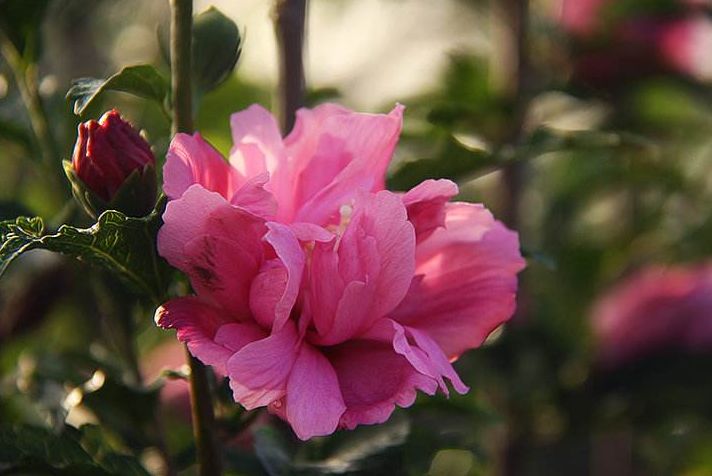 「诗词鉴赏」在古诗词里看尽花开花落—朝荣夕落木槿花