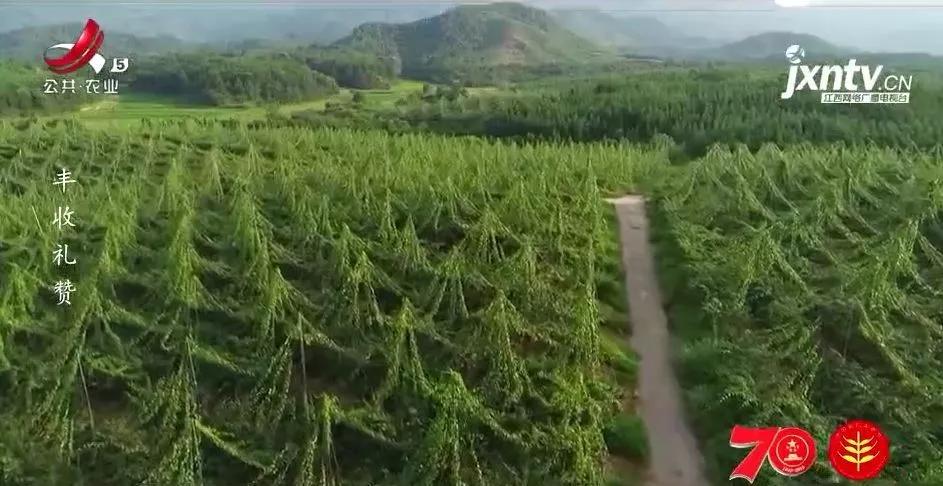 品牌故事康师傅,品牌故事冠生园