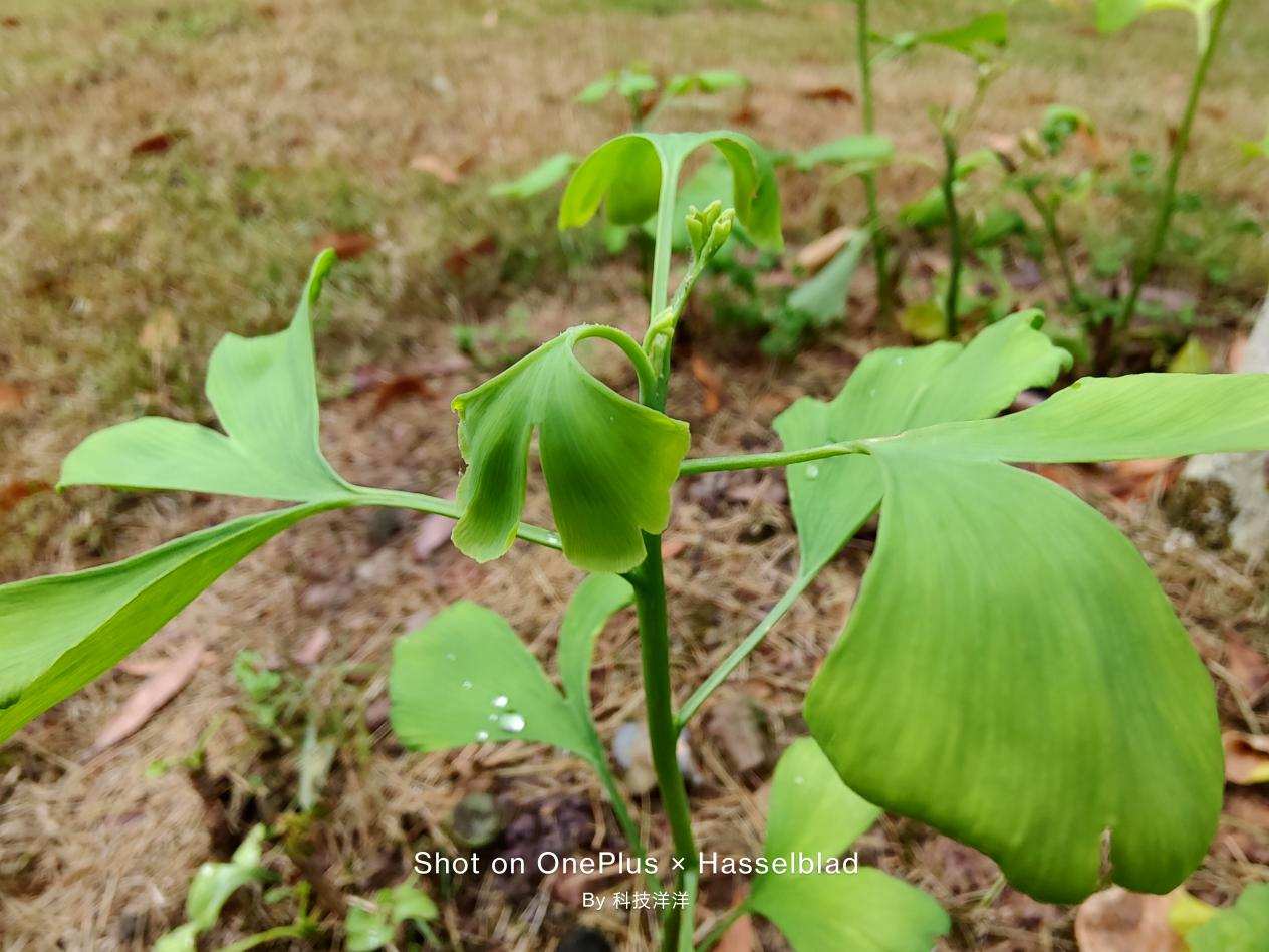 一加9使用感受,一加9使用体验