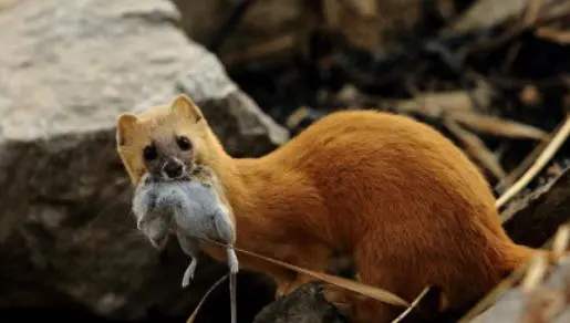 农村为什么说黄鼠狼不能杀,为什么农村常说黄鼠狼不能杀