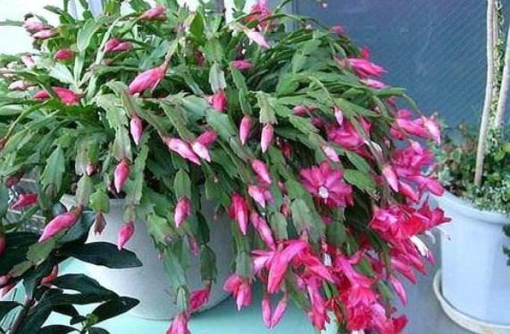 蟹爪兰叶子发软下垂怎么补救,蟹爪兰开花叶子打蔫怎么处理