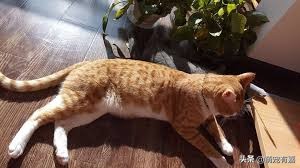 猫传染性鼻气管炎怎么治疗,猫鼻气管炎的症状和治疗方法