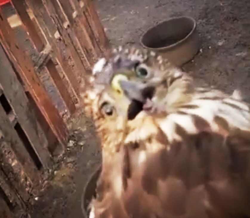 老鹰混进鸡棚吃小鸡,老鹰跑进鸡窝反被鸡围攻