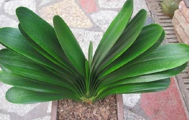 新手养君子兰盆栽养殖方法和技巧,花卉盆栽大全君子兰怎么养