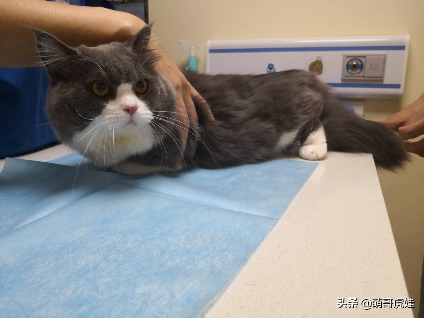 猫有没有不孕不育的,猫咪多大有生育能力公猫