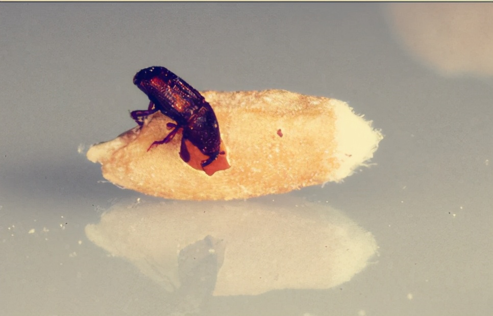 怎样灭掉麦牛虫,怎么杀死麦牛