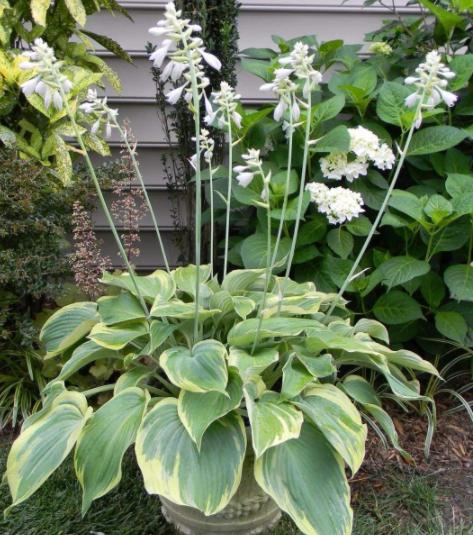 家里窗台阳光强适合养什么绿植,家里室外养花怎么摆放最好