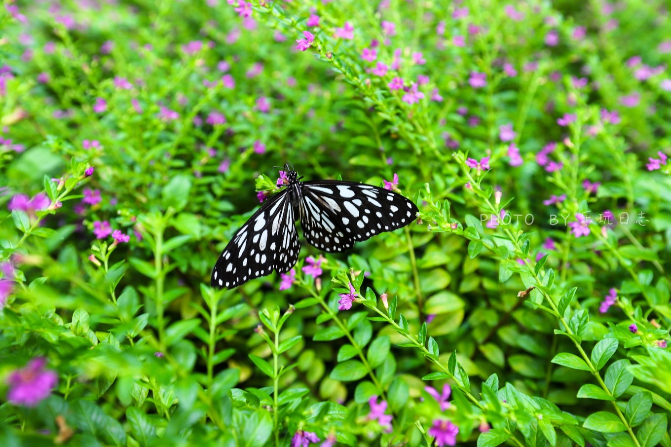 享受鼎湖山绝美风景,换个角度的风景
