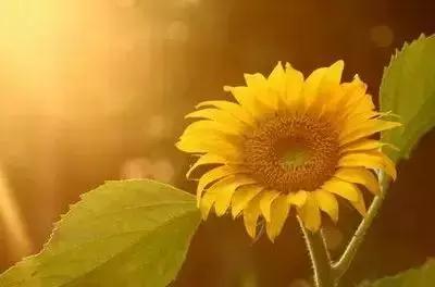 拍摄花的花语,100种摄影基础美学