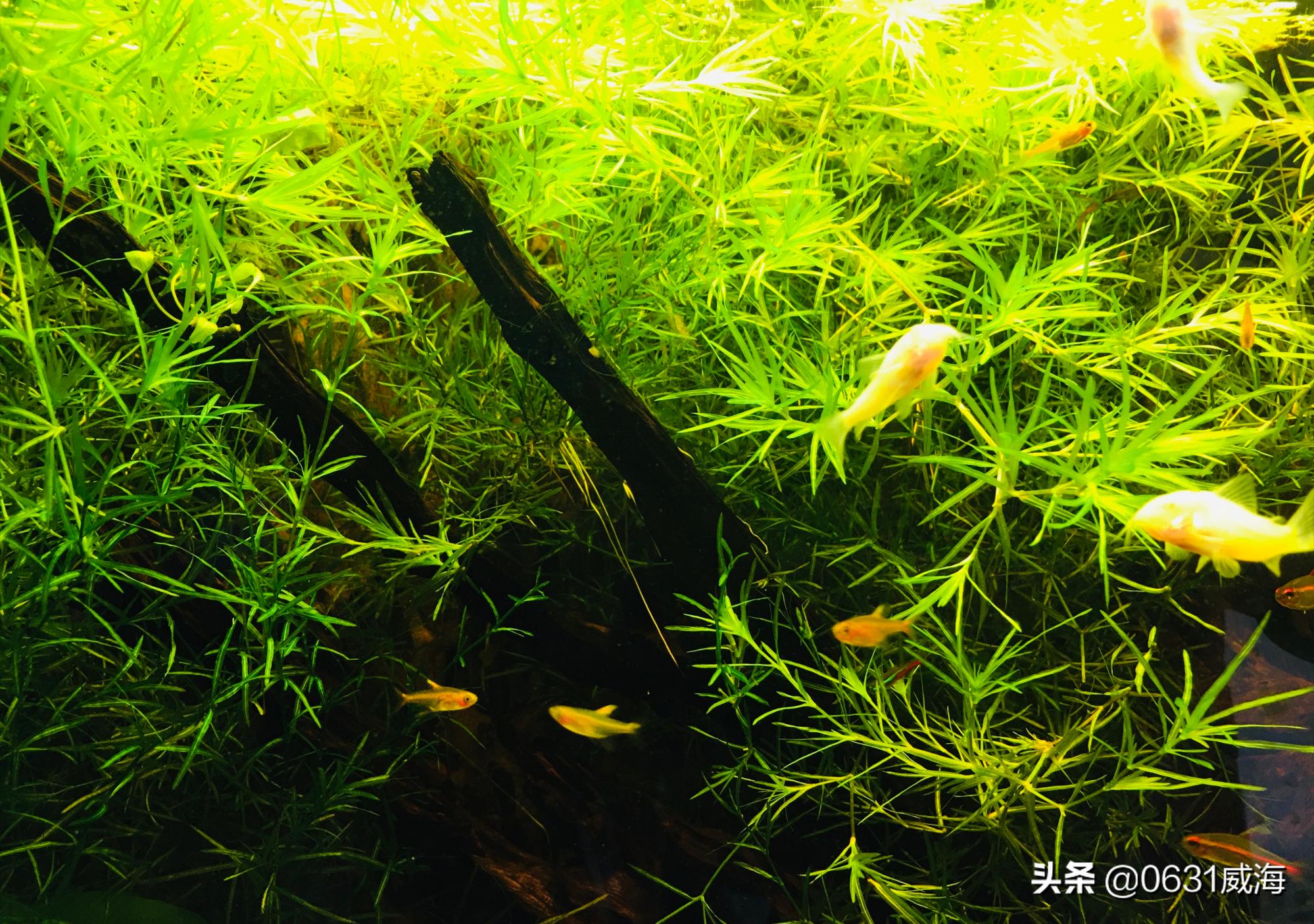 鱼缸里的死鱼,鱼缸一旦发现有死鱼怎么处理