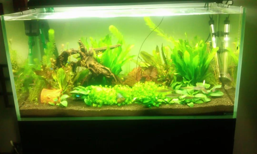 鱼缸水黄对鱼有影响吗,鱼缸水黄有泡沫怎么回事