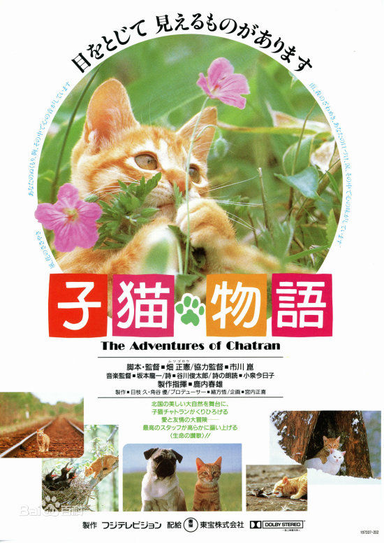 养猫人必看的电影,盘点九部高分猫咪电影
