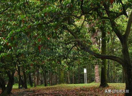 小叶油橄榄与大叶油橄榄的区别,橄榄油的橄榄跟普通橄榄区别