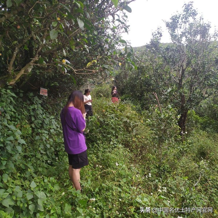 当了十几年的小三,临沧普洱茶现状