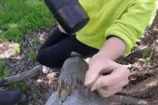 真实的摇钱树,现实版的摇钱树却无一人敢拿