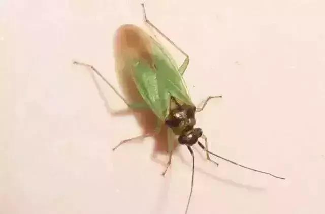 夏黑葡萄各个时间防哪些虫害,葡萄14种常见虫卵图解