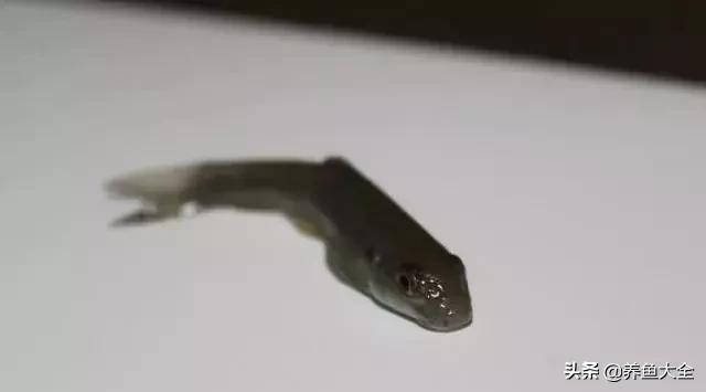 星子鱼可以和观赏鱼一起养吗,细长的观赏鱼是什么鱼