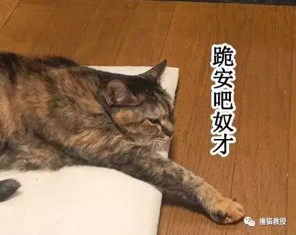 猫咪的怪癖铲屎官你们都知道吗,铲屎官养的猫咪有多厉害