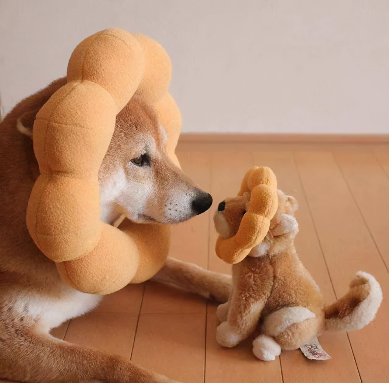 养狗注意事项萌宠指南,养狗人要了解的狗狗睡眠常识