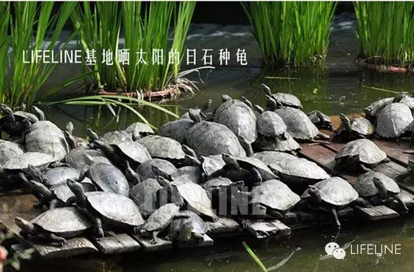 日本石龟饲养视频,石钱龟龟苗
