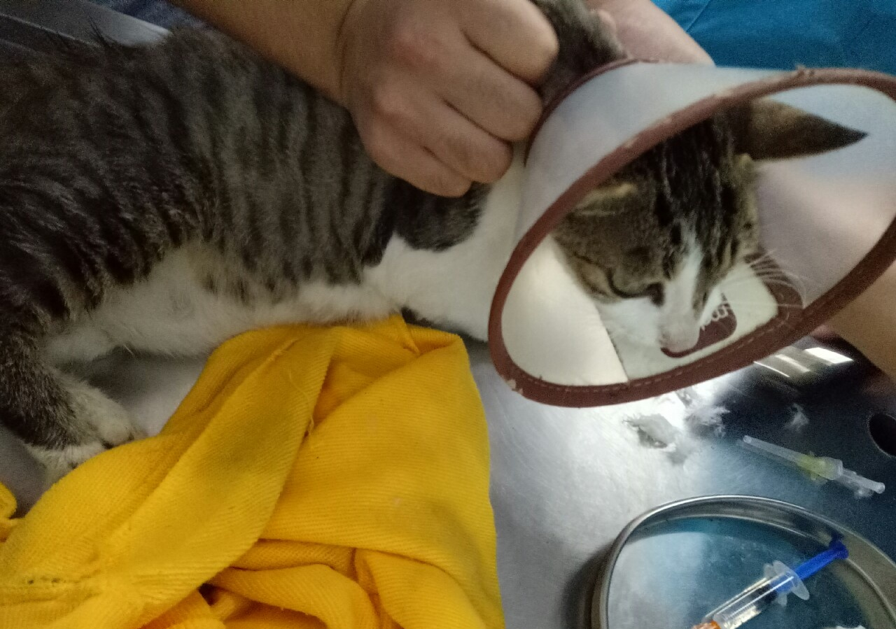 流浪猫的日常生活,流浪猫生活