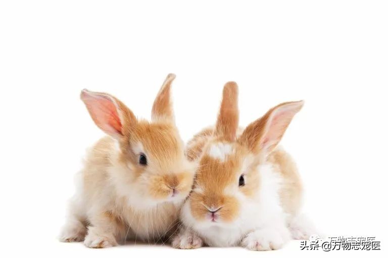 兔兔要死之前的征兆,兔兔突然死亡的原因
