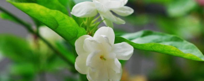 中国各省特产哪些值得带,中国各省区特产地图