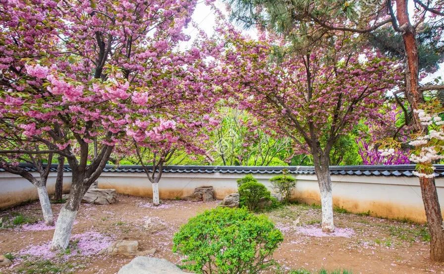 济南3月免费赏花攻略,花都开了济南周边赏花攻略收好