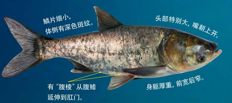 淡水鱼鲫鱼类品种大全,鲤科鱼类分布图