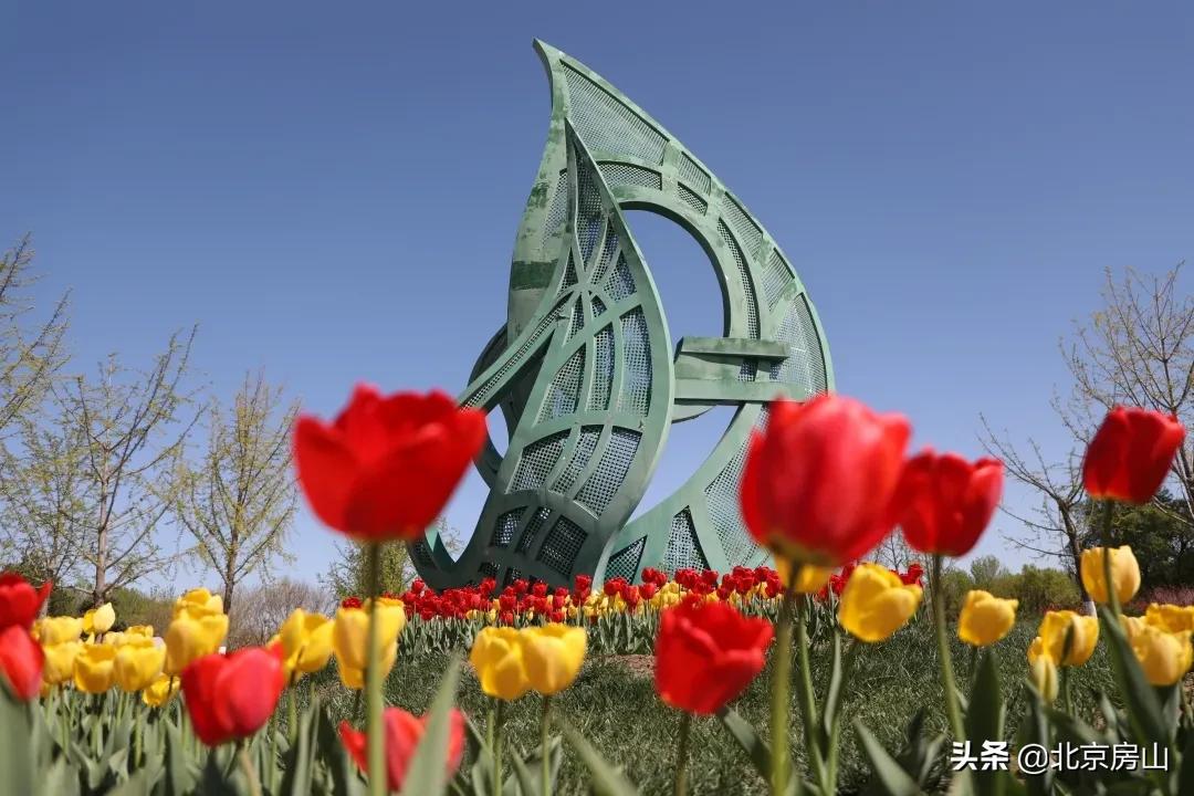 房山区长阳公园郁金香花,房山长阳公园郁金香花开了吗