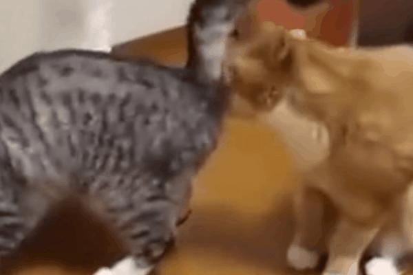 猫咪得了糖尿病,怎么办?给它喝点“糖盐水”