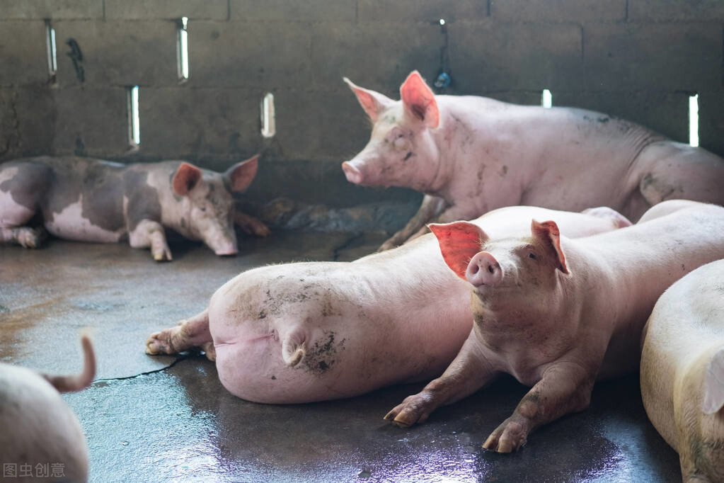 猪蓝耳病引起眼结膜炎怎么治,猪蓝眼病的临床征兆