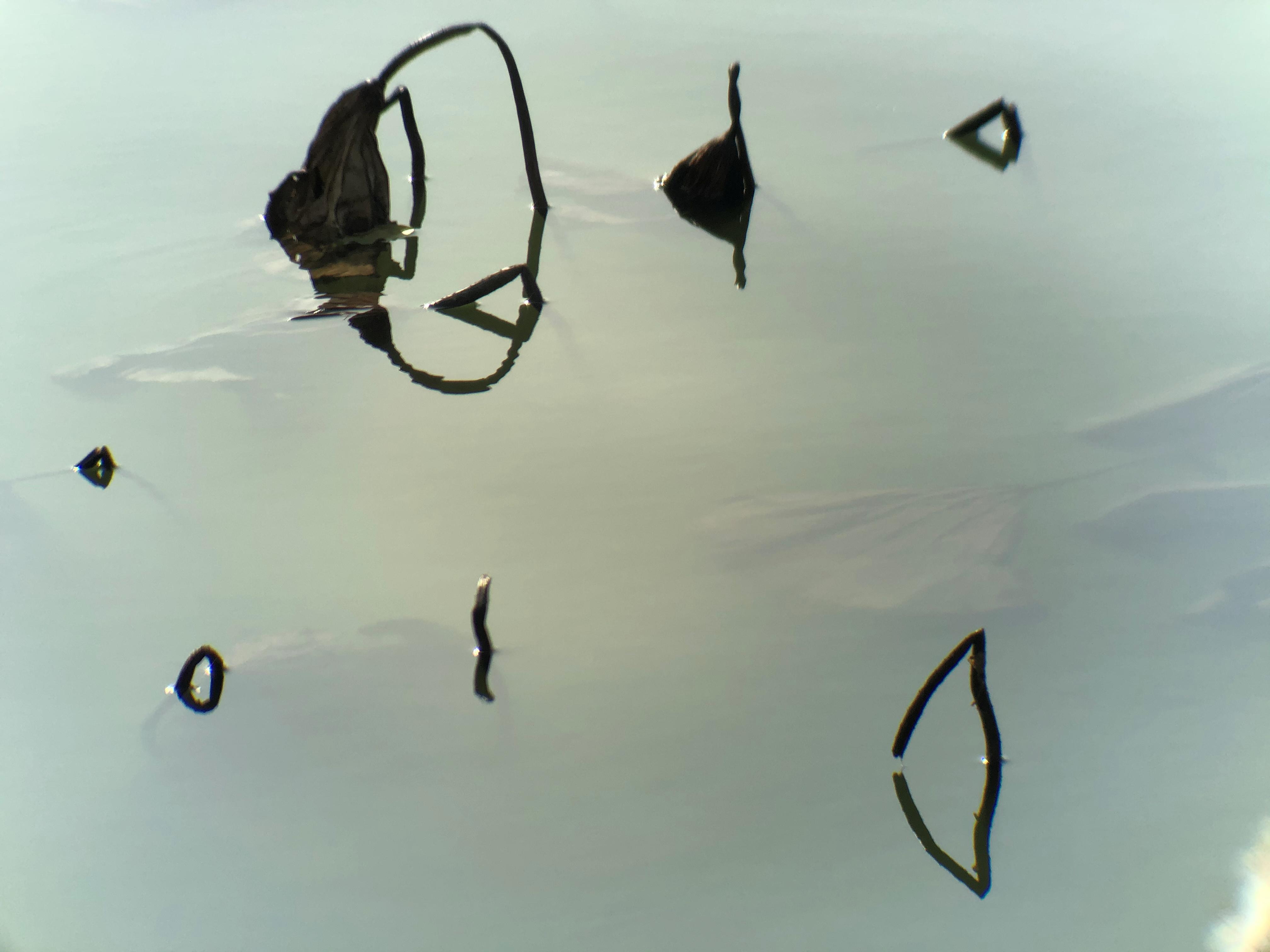 拍照教程教你如何拍出好看的照,教你4个技巧助你拍出光影美照