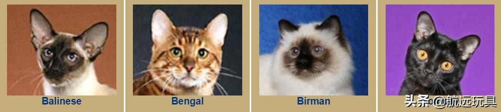 国际权威机构对猫咪的最全分类,猫咪分类大全