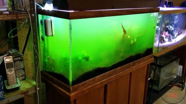 鱼缸藻类清除妙招物理,处理鱼缸绿藻最好的鱼
